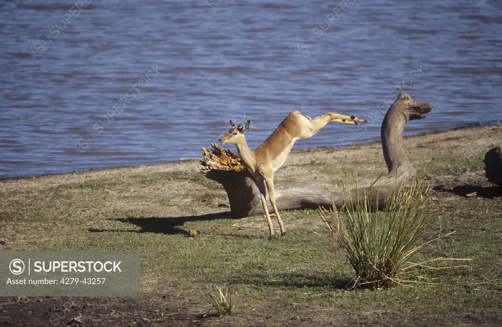 jumping impala, Aepyceros melampus