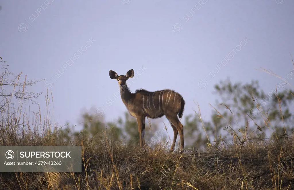 greater kudu - cub, Tragelaphus strepsiceros