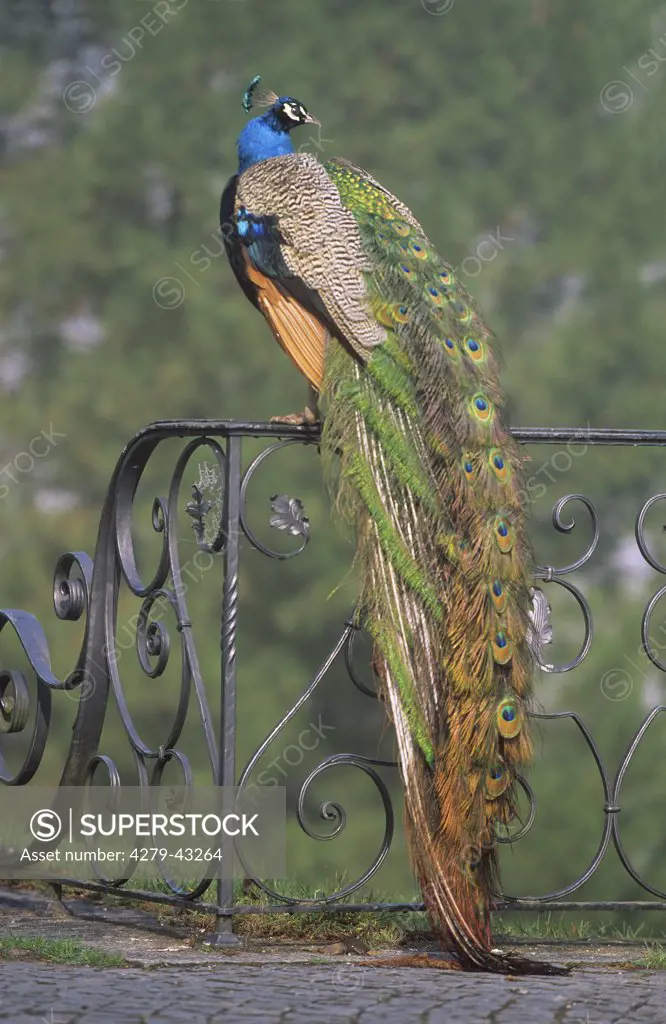 Pavo cristatus, Common peafowl, Indian peafowl - on wrought iron banisters