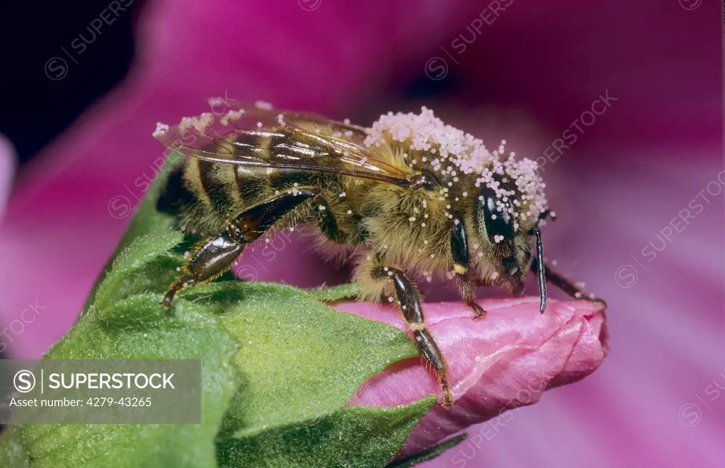 apis mellifera mellifera, honey bee - full of pollen -
