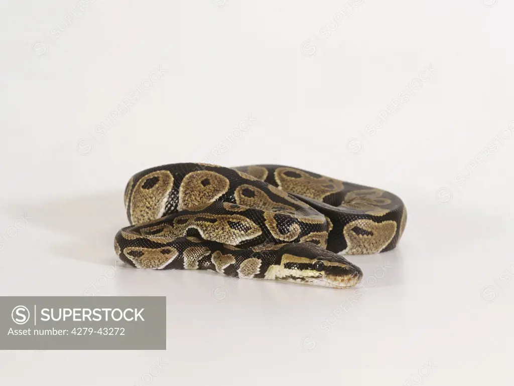 python regius, ball python, royal python
