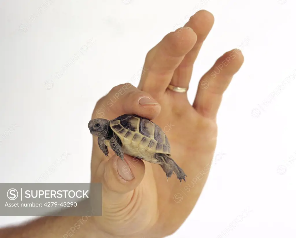 young Spur-thighed tortoise, Testudo graeca