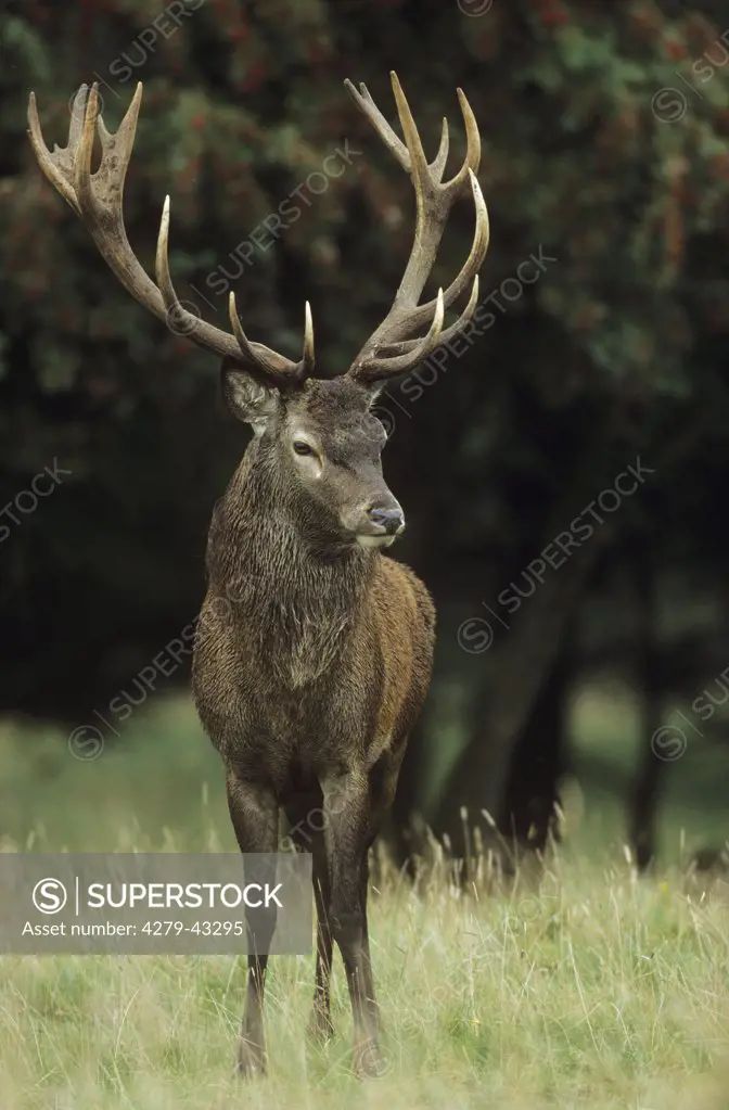 red deer, Cervus elaphus