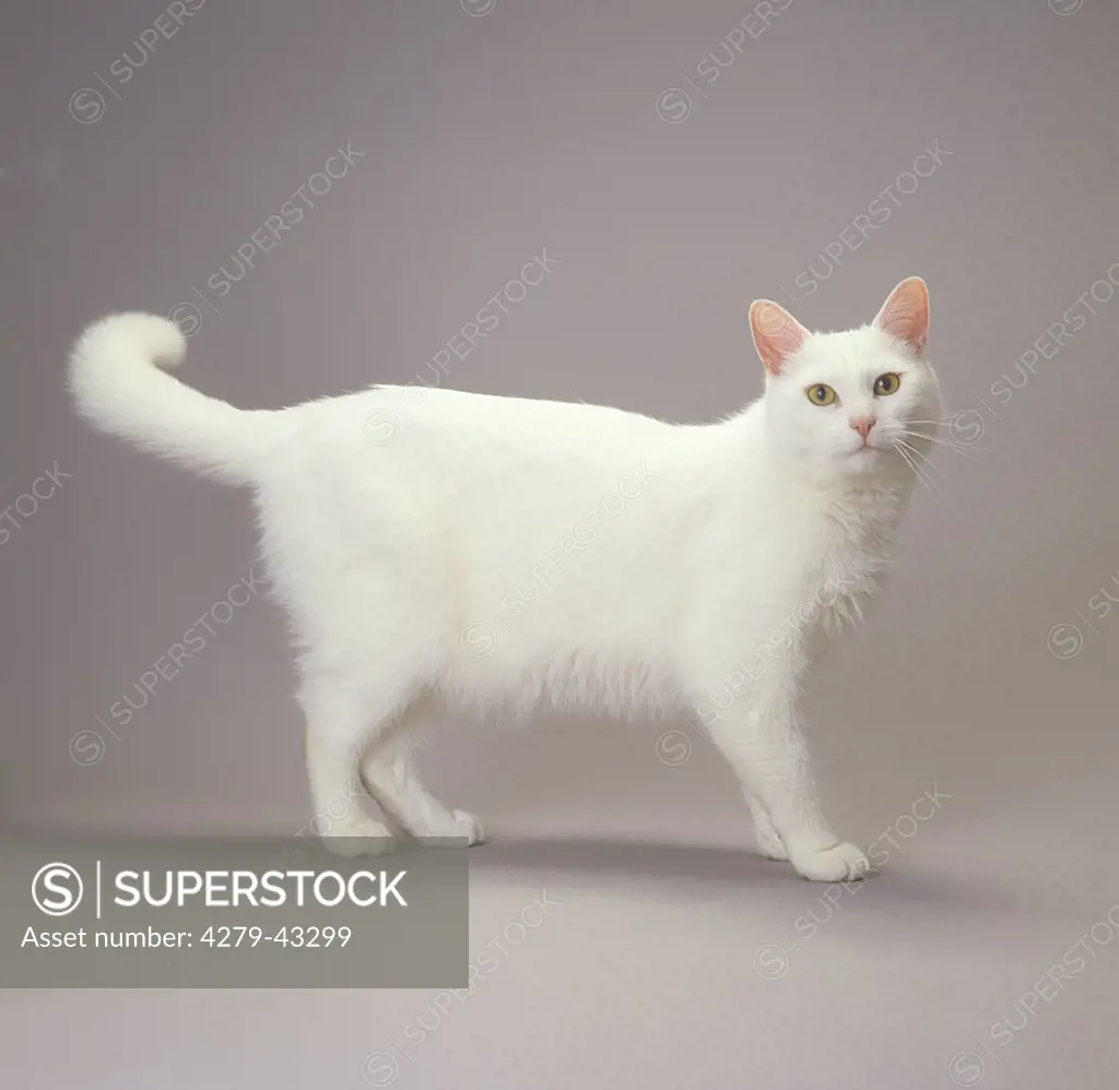 white domestic cat