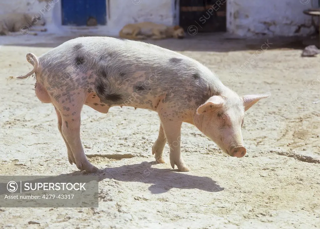domestic pig - standing