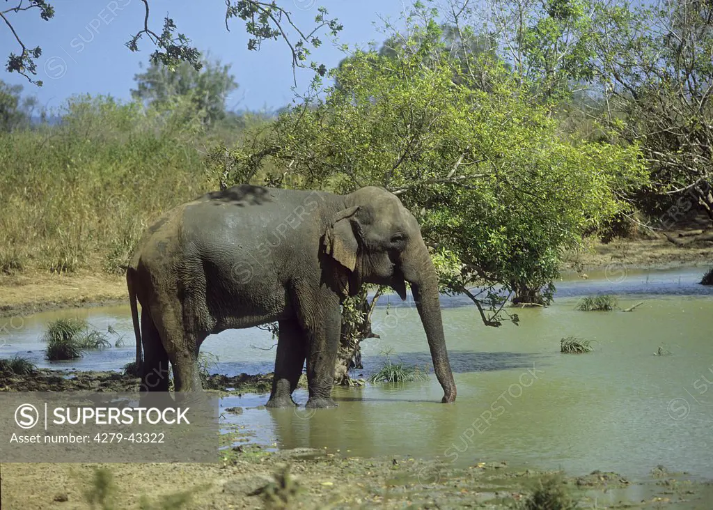 Asian elephant - standing in water, Elephas maximus