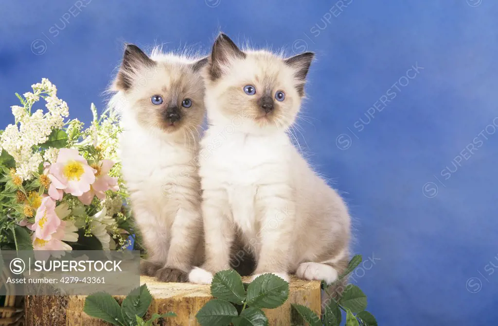 two kitten - sitting on stump
