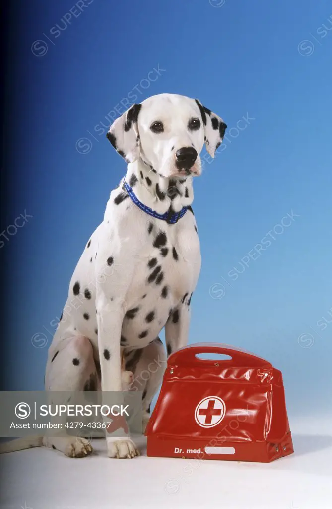 dalmation dog with bandaged paw and first aid kit