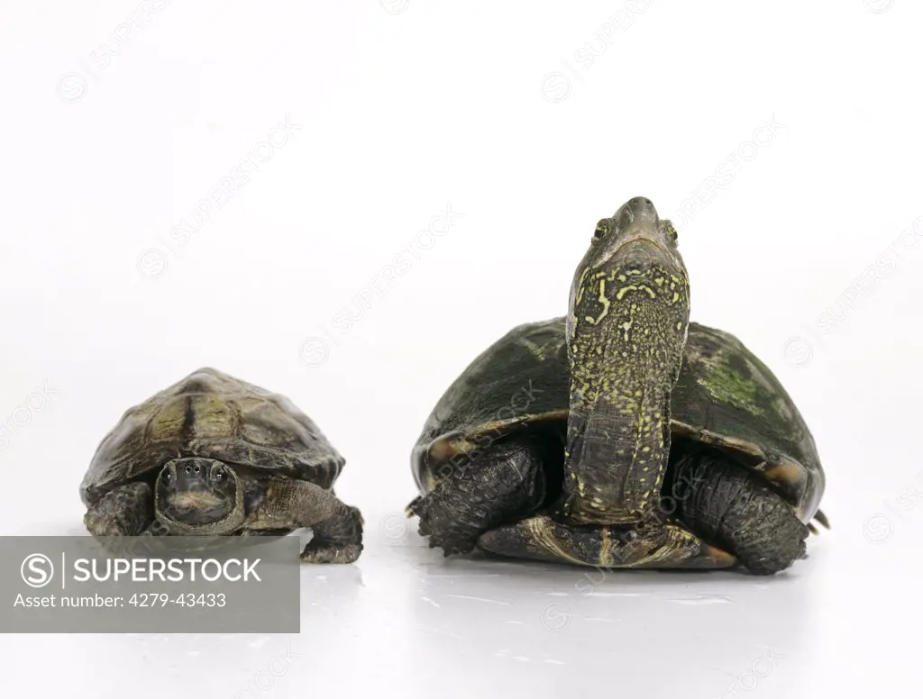 Chinese Pond Turtles - male and female, Chinemys reevesii