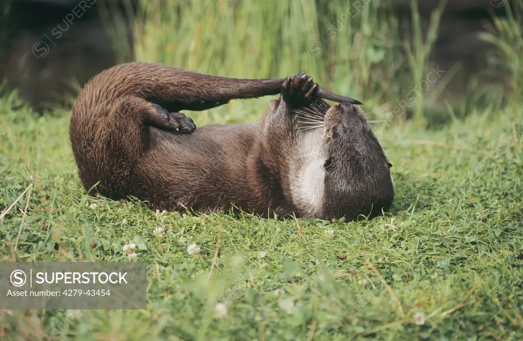 lutra lutra, European river otter