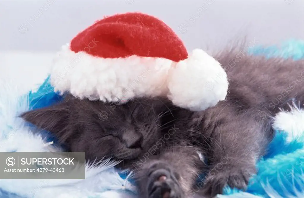 young sleeping cat with Santa Clause cap