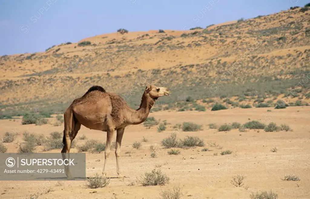 camelus dromedarius, dromedary, one-humped camel