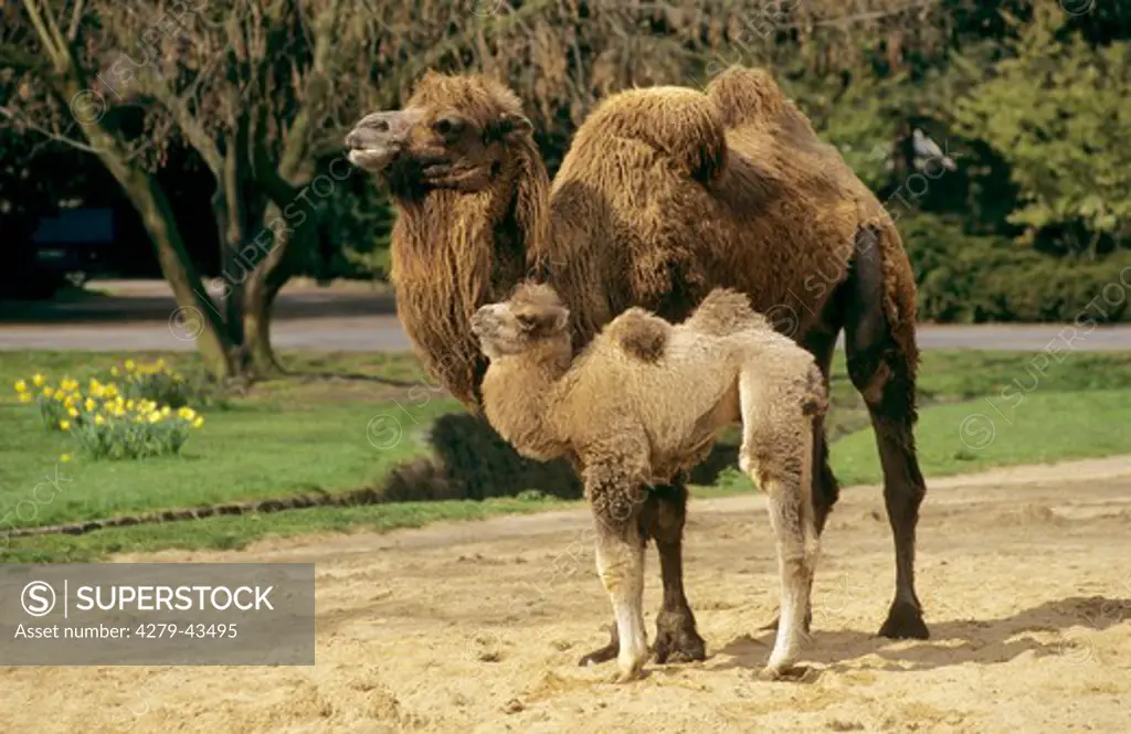 camelus bactrianus, bactrian camel, two-humped camel