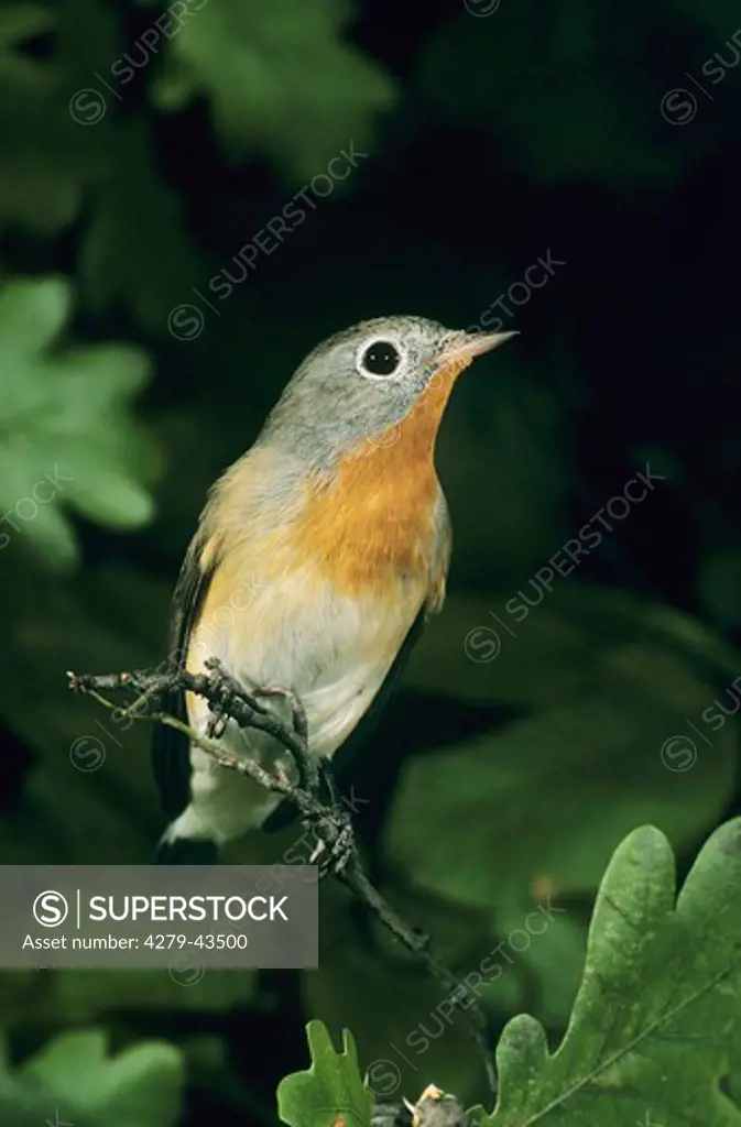 Ficedula parva, Red-breasted flycatcher