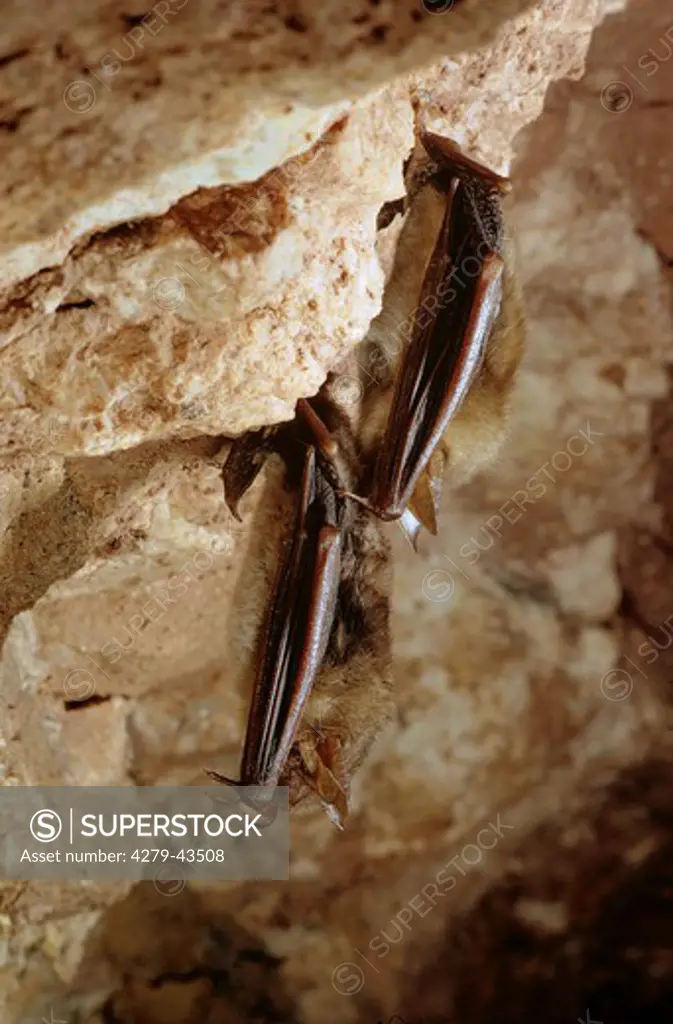 myotis myotis, greater mouse-eared bat - hibernation -