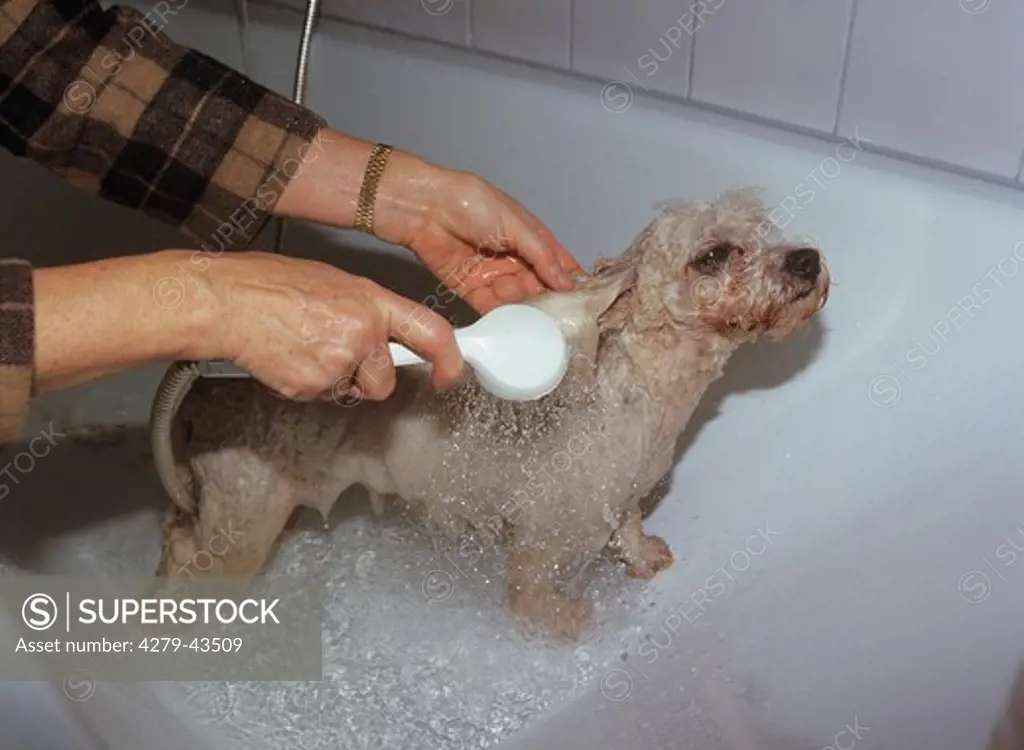 Bichon "¡ poil frisíˆ being bathed