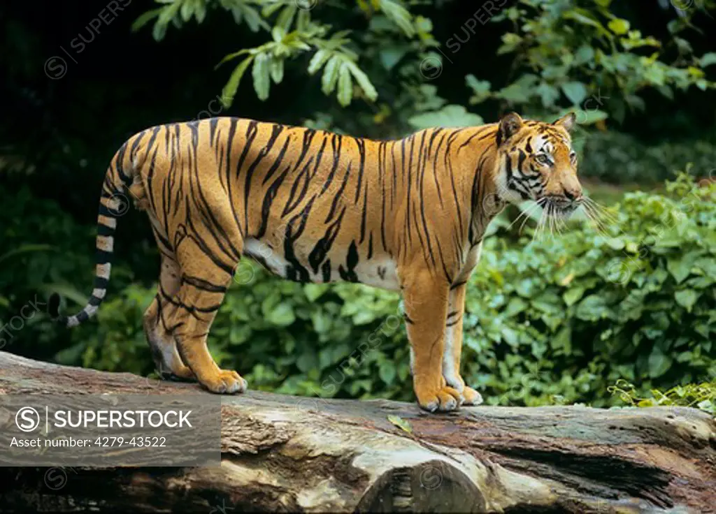 panthera tigris sumatrae