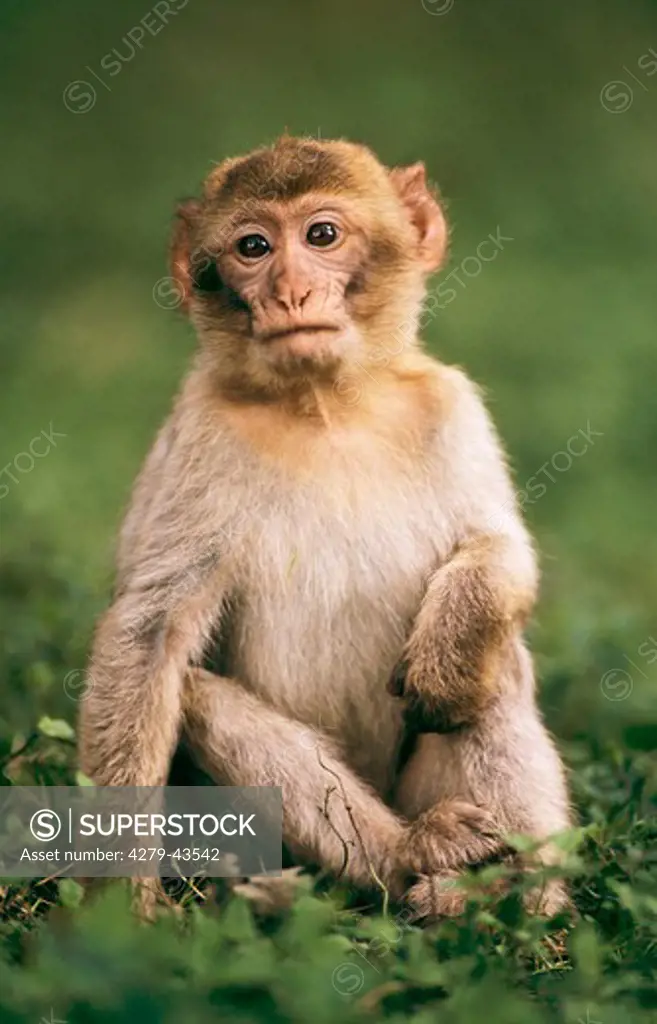barbary ape, barbary macaque, Macaca sylvanus