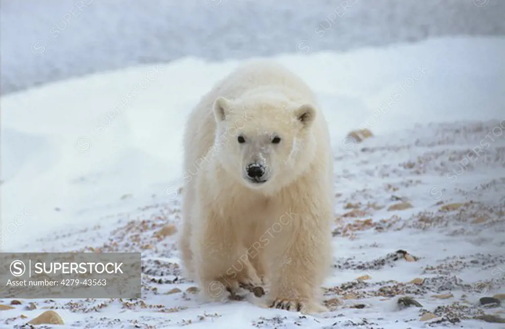 ursus maritimus, polar bear