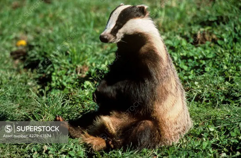 Meles meles, Old world badger - sitting in the meadow at the side -