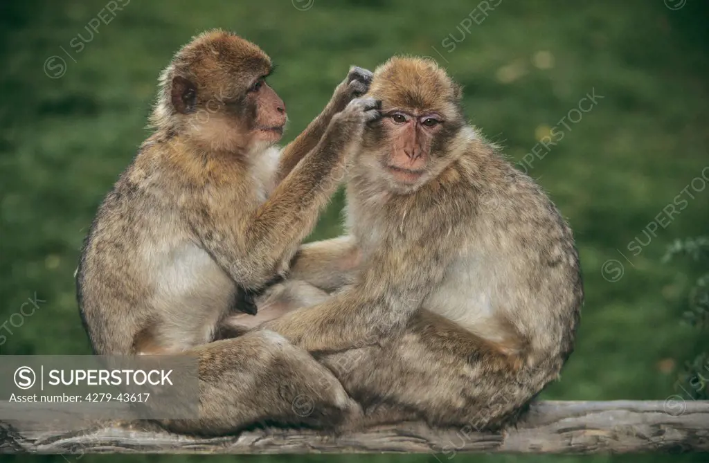 barbary ape, barbary macaque, Macaca sylvanus