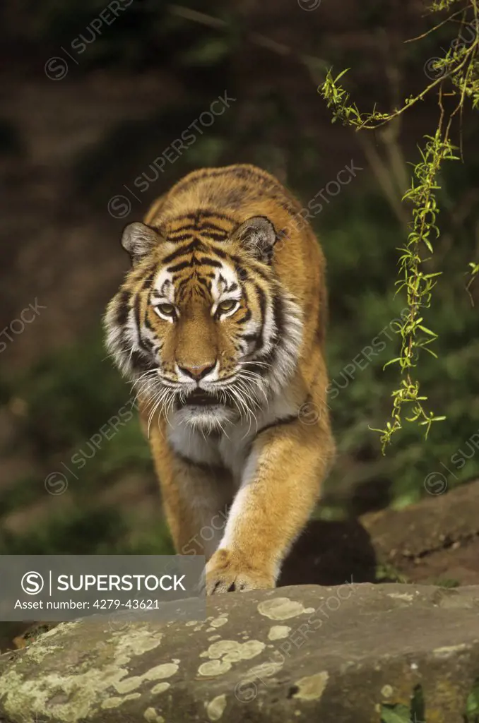Siberian tiger - walking, Panthera tigris altaica