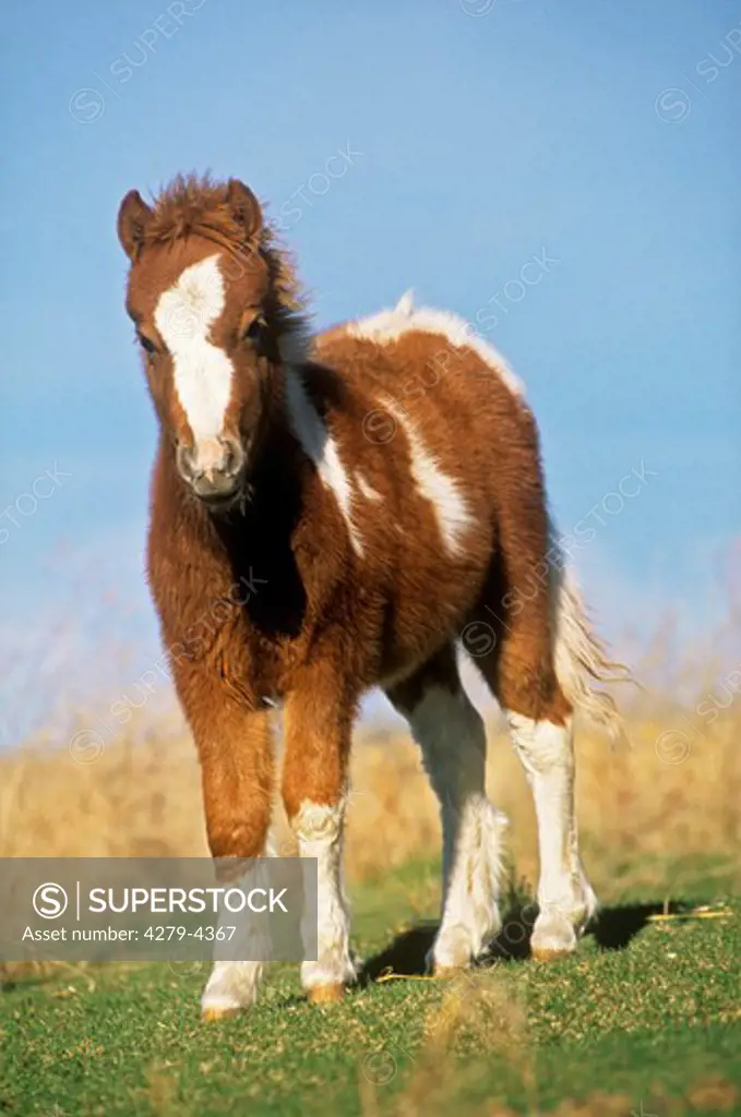 Falabella miniature horse - foal standing on meadow