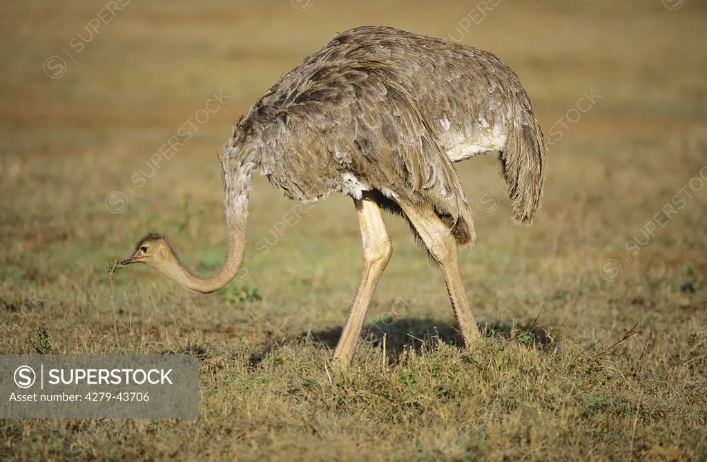 Struthio camelus, ostrich