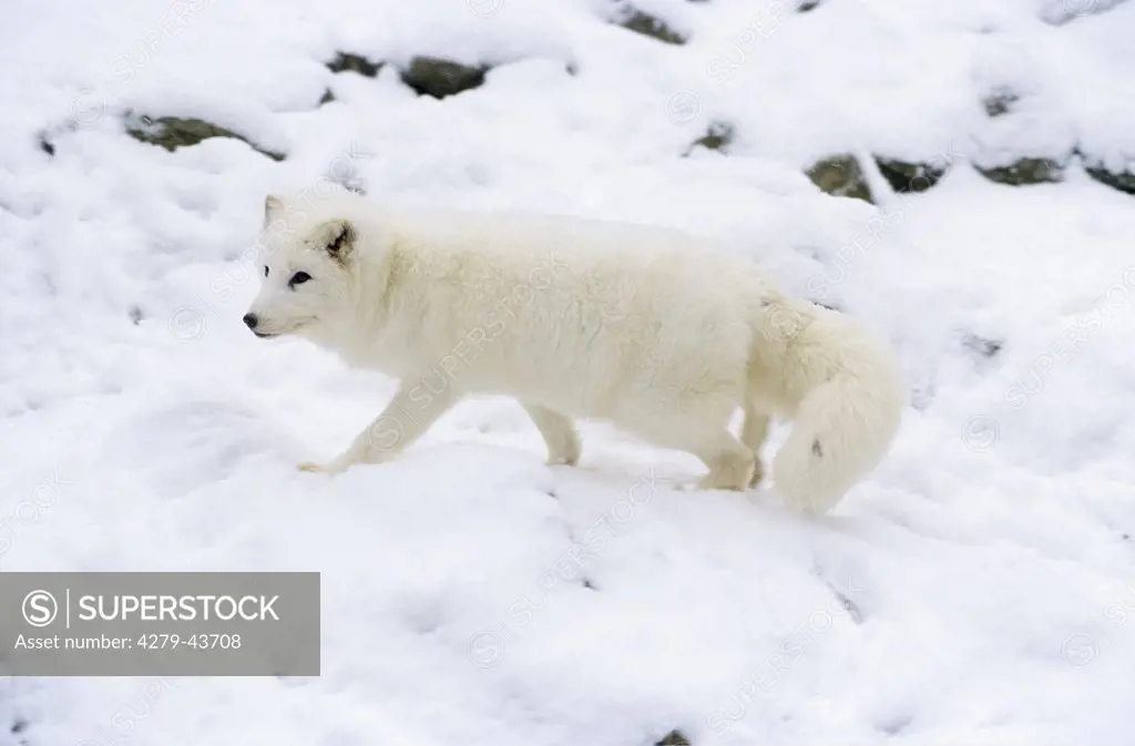 Arctic fox - walking in snow, Alopex lagopus