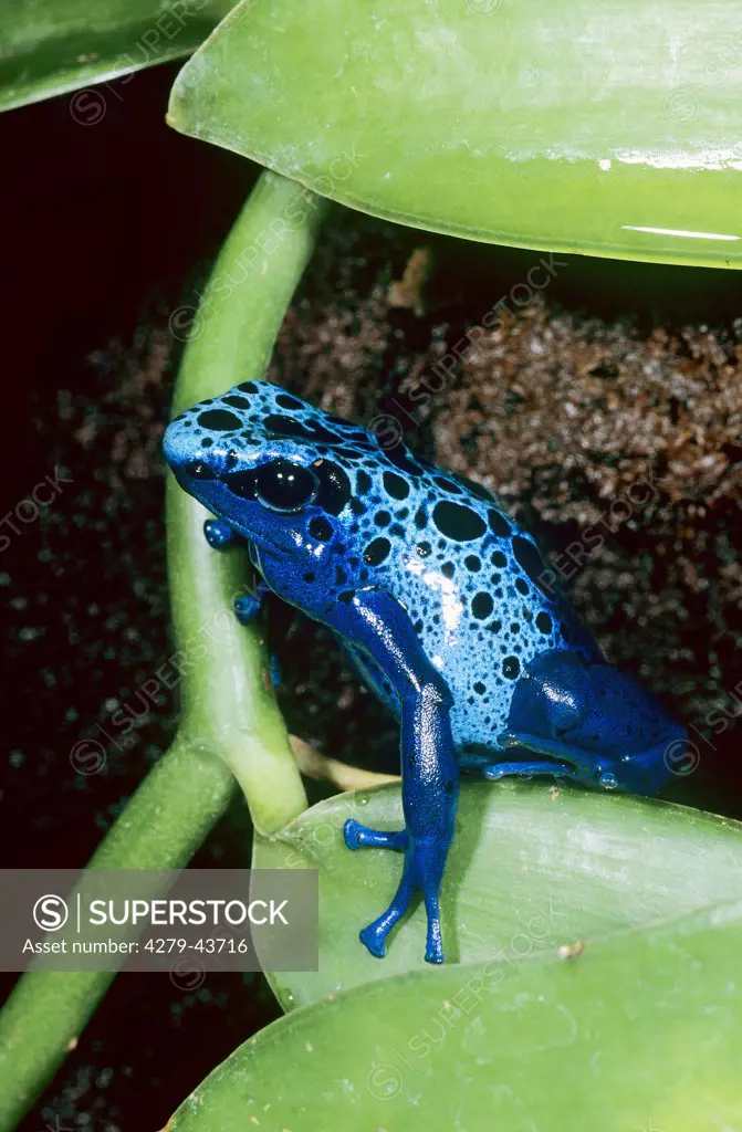 dendrobates azureus, blue poison-arrow frog