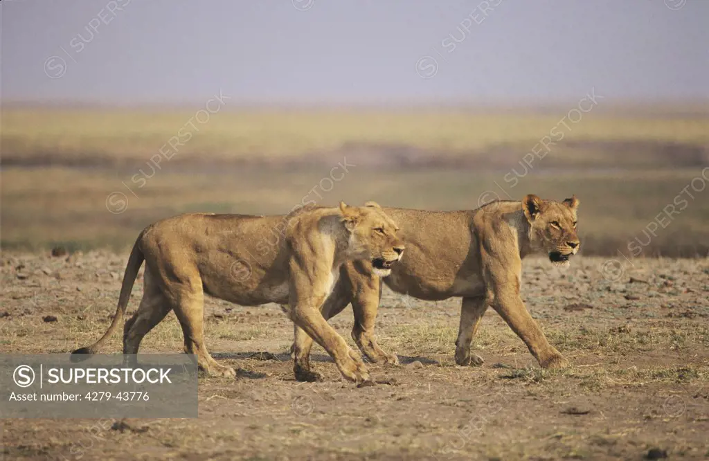 Panthera leo ,lion