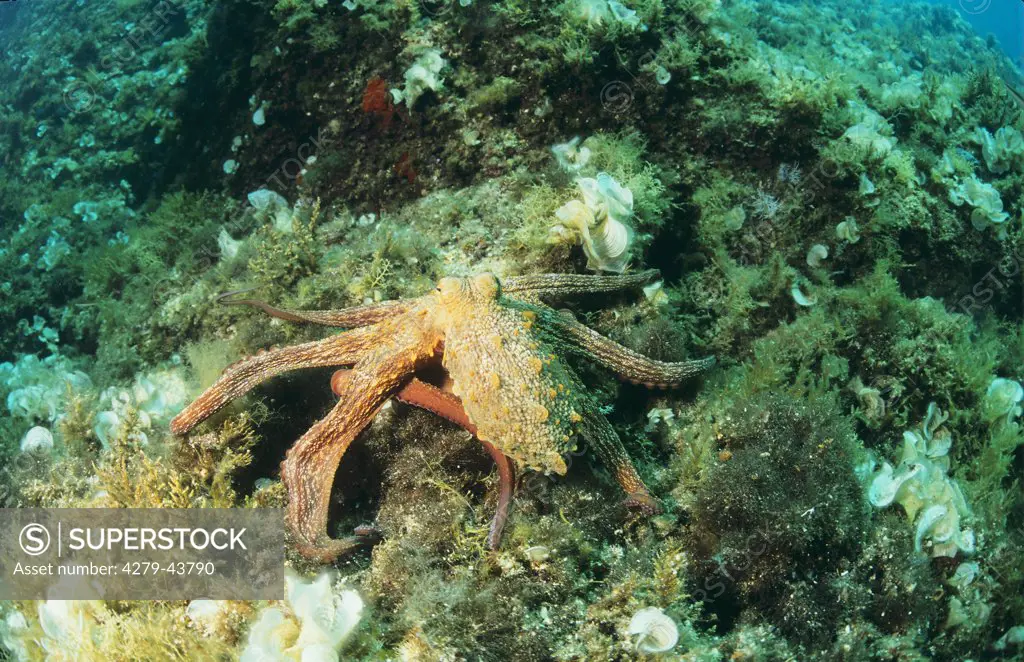 octopus vulgaris, common octopus