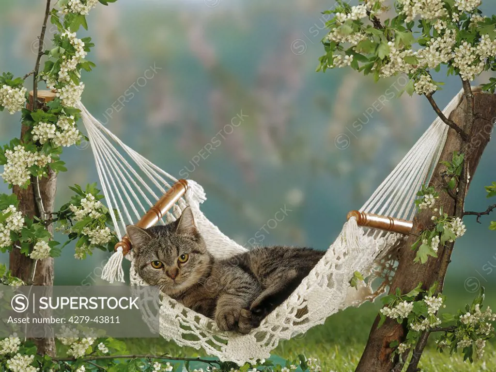 domestic cat - lying in hammock