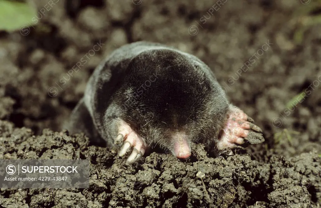 talpa europaea, European mole