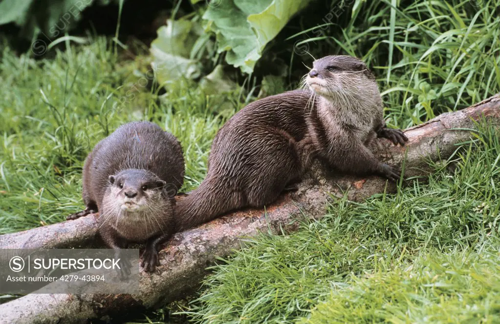 aonyx cinerea, oriental small-clawed otter