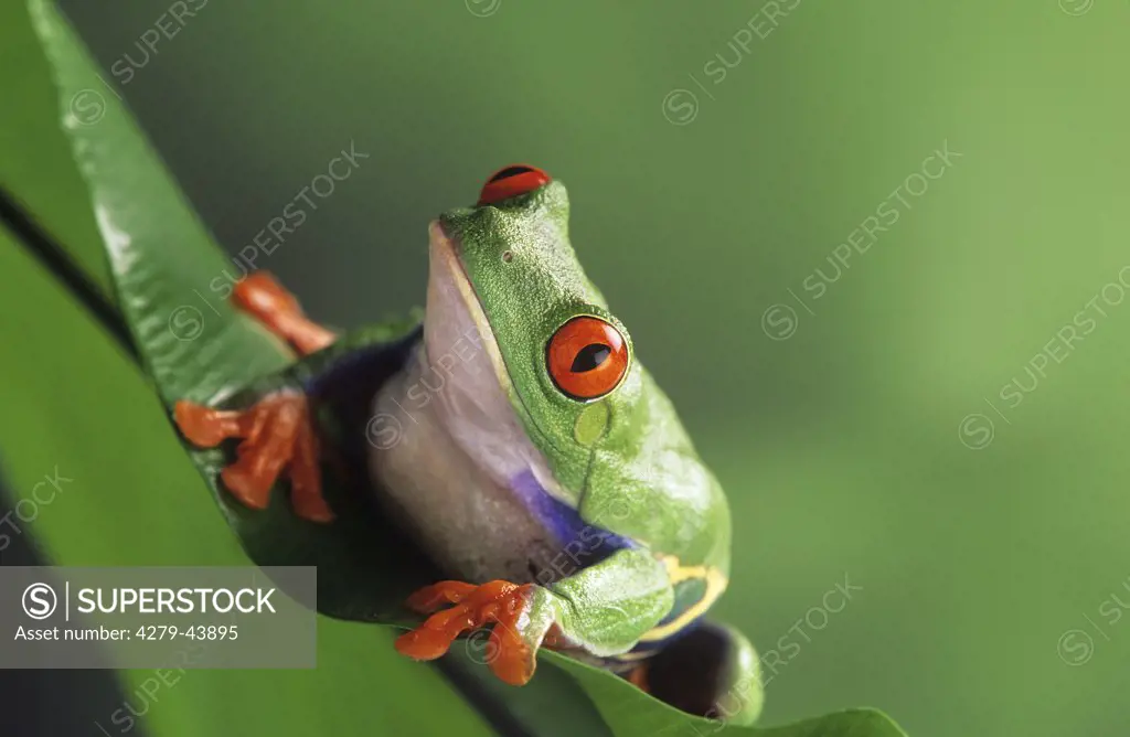 red-eyed tree frog, Agalychnis callidryas