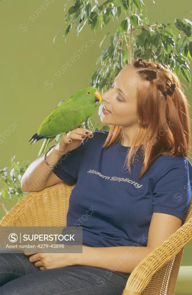eclectus roratus, eclectus parrot