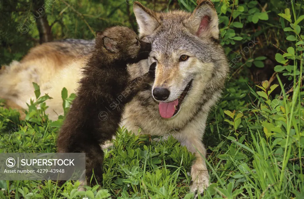 canis lupus, gray wolf with cub