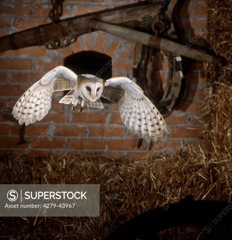 tyto alba, barn owl