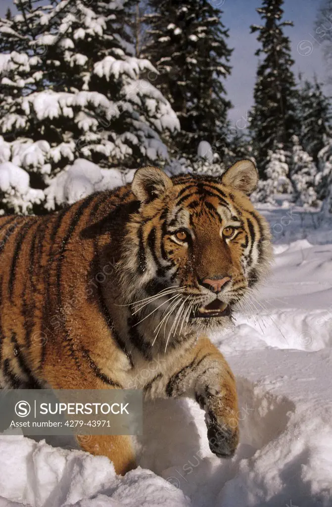 panthera tigris, Siberian tiger