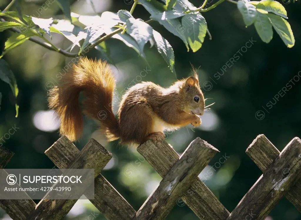 Sciurus vulgaris, European red squirrel, Eurasian red squirrel