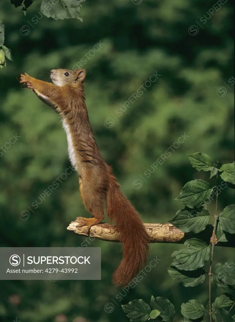 Sciurus vulgaris, European red squirrel, Eurasian red squirrel