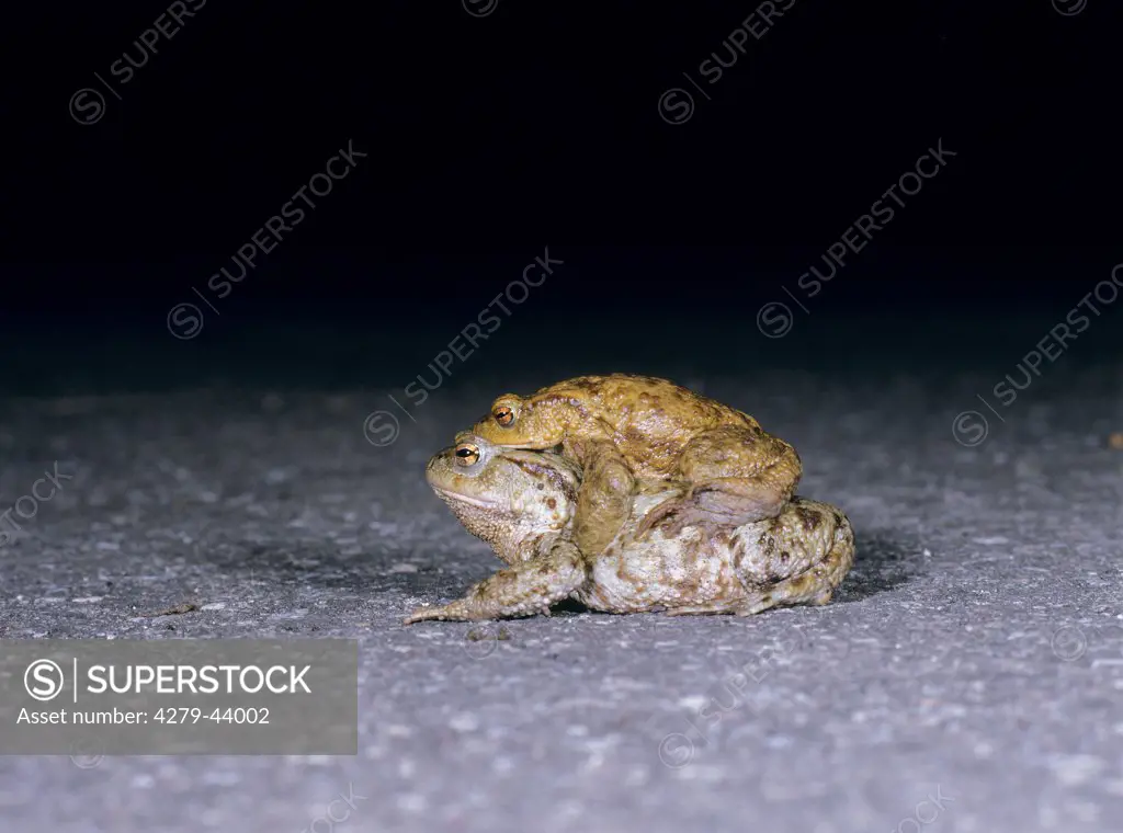 bufo bufo, European common toad