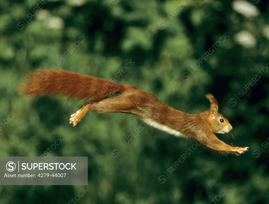 Sciurus vulgaris, European red squirrel - jumping