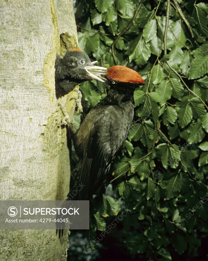 Dryocopus martius, black woodpecker
