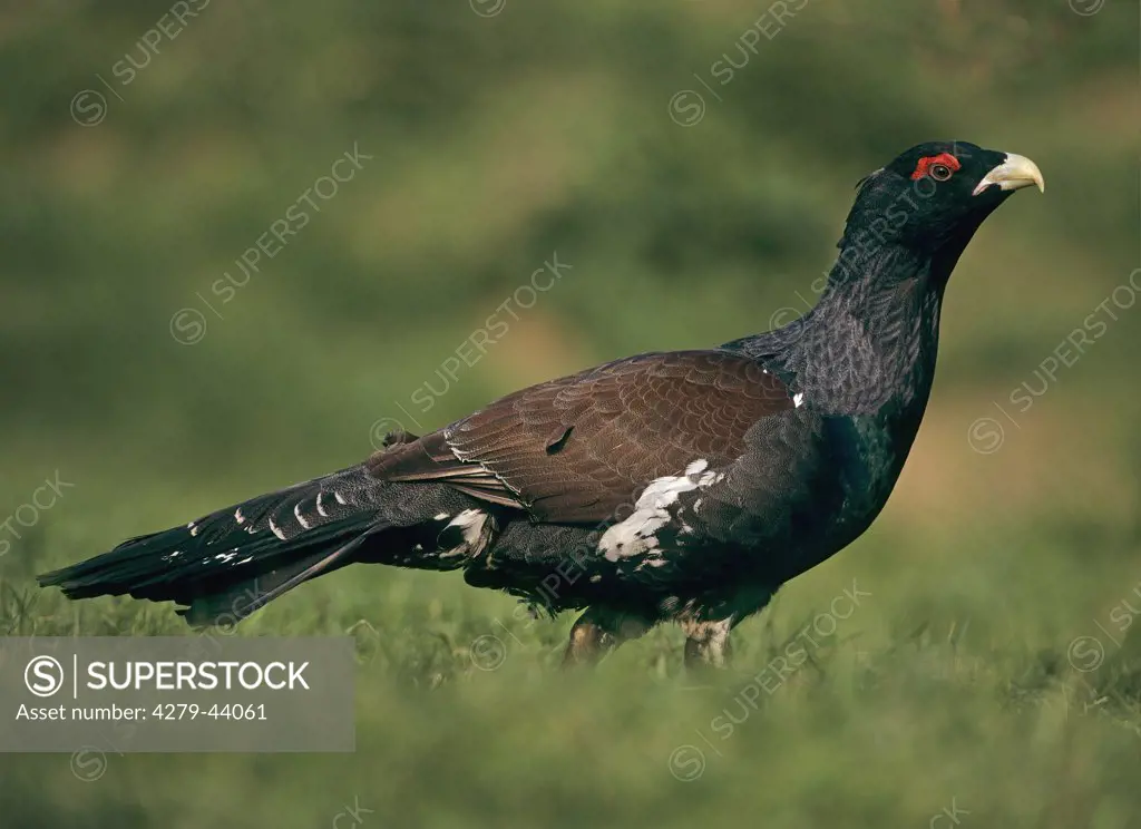 Tetrao urogallus, Capercaillie on a meadow - male