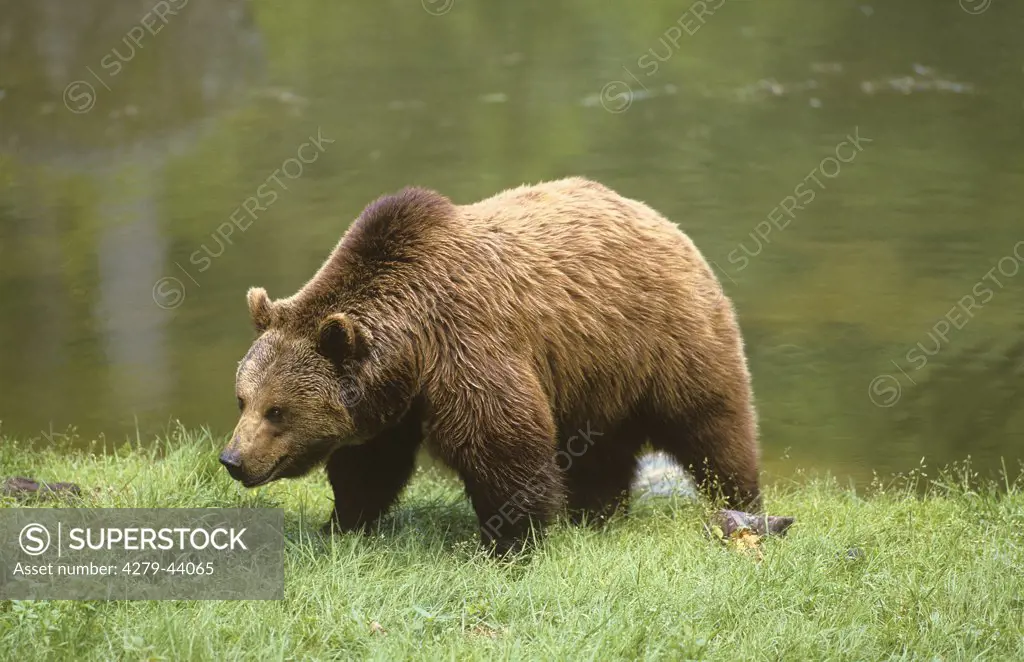 ursus arctos, brown bear