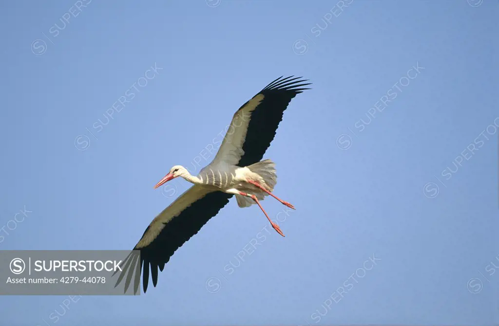ciconia c., white stork