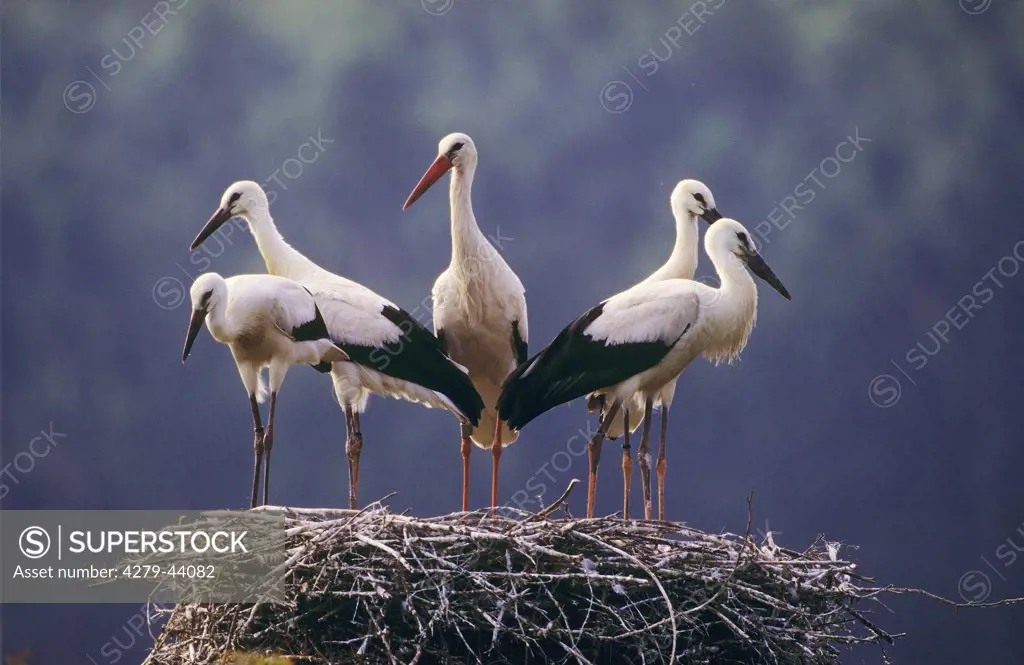 ciconia c., white stork