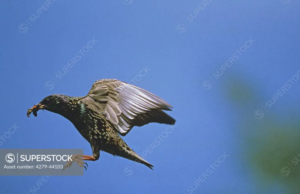 flying European starling, Sturnus vulgaris